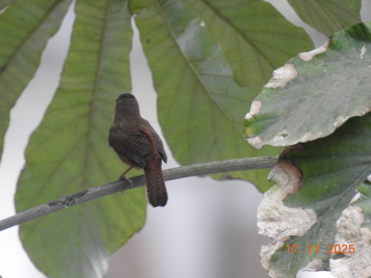 Southern House Wren - ML645386947