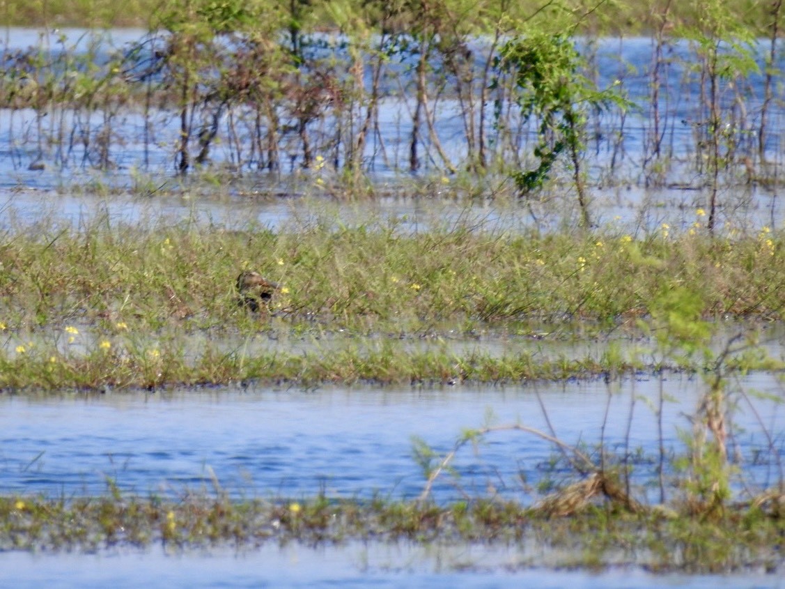 Широконіска північна - ML645386948