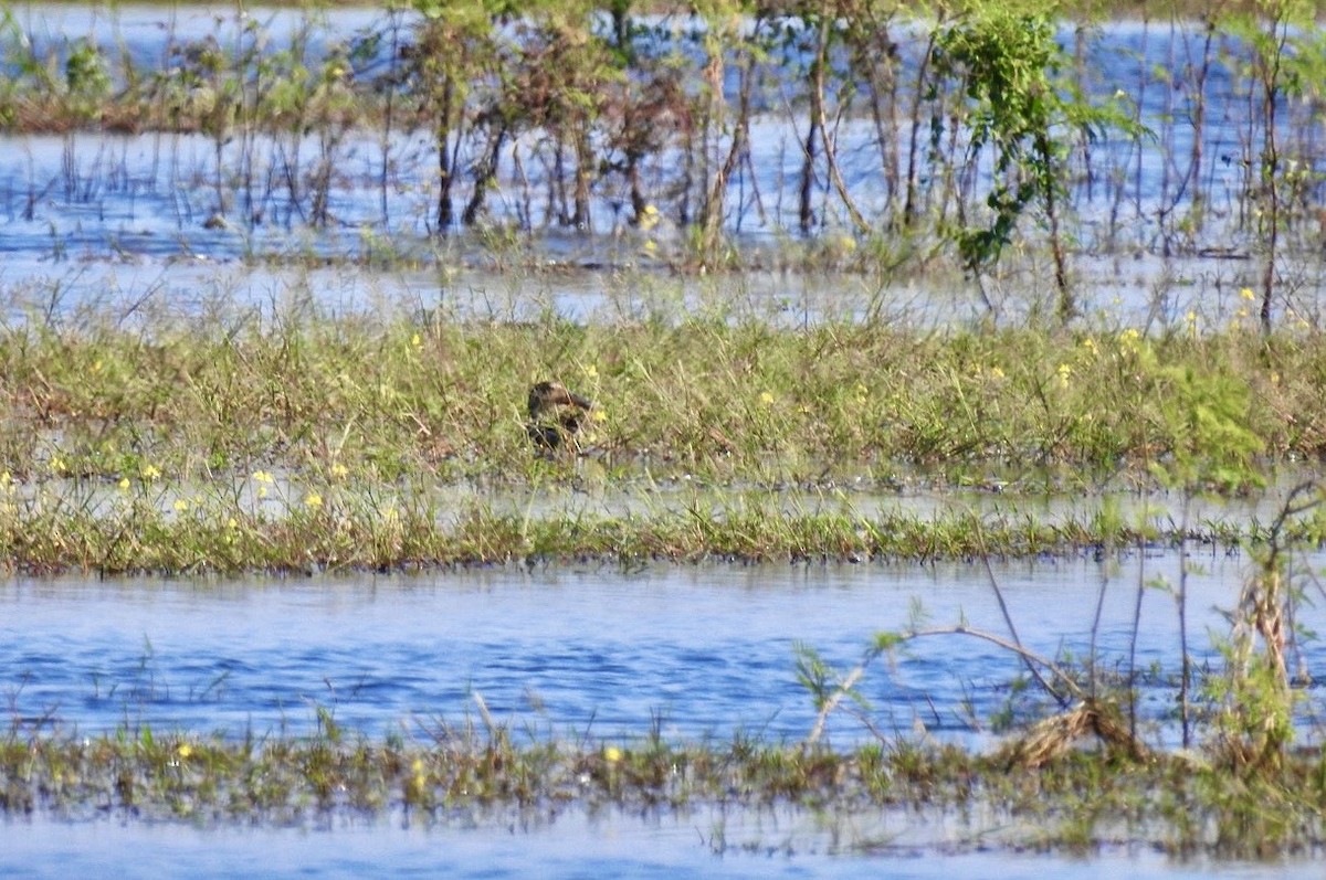 Широконіска північна - ML645386949