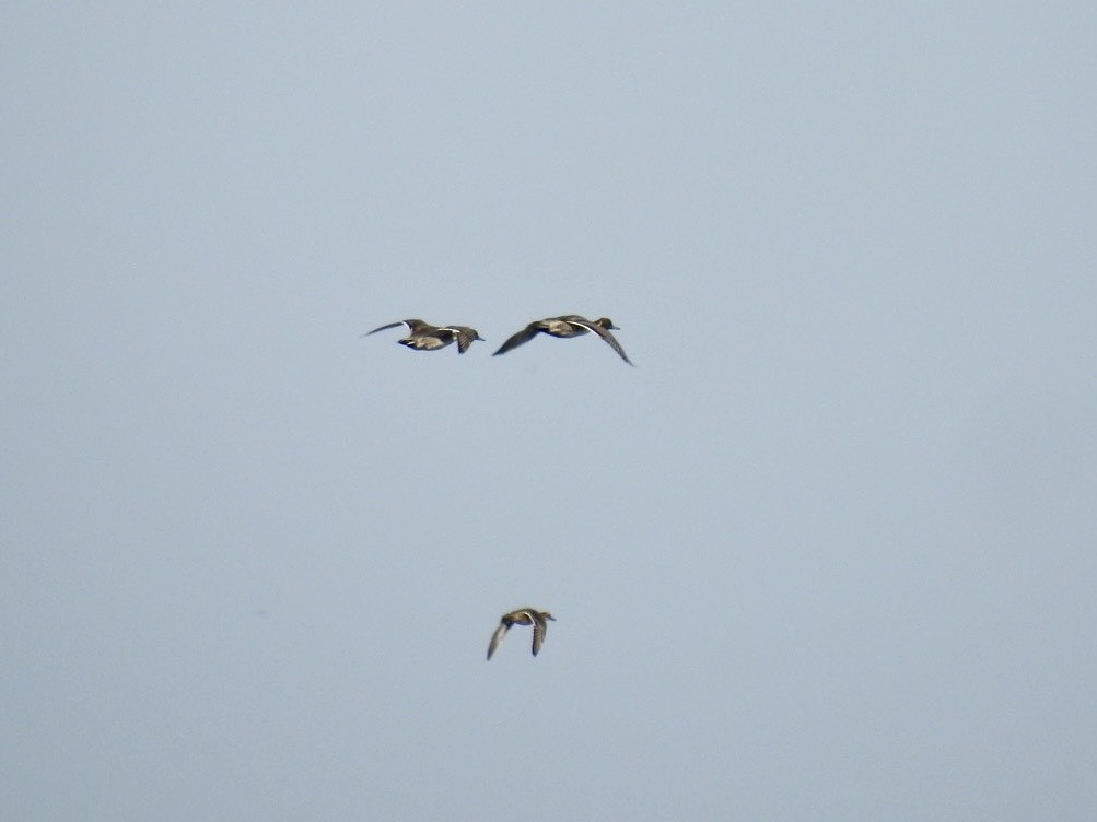 Шилохвіст північний - ML645386951