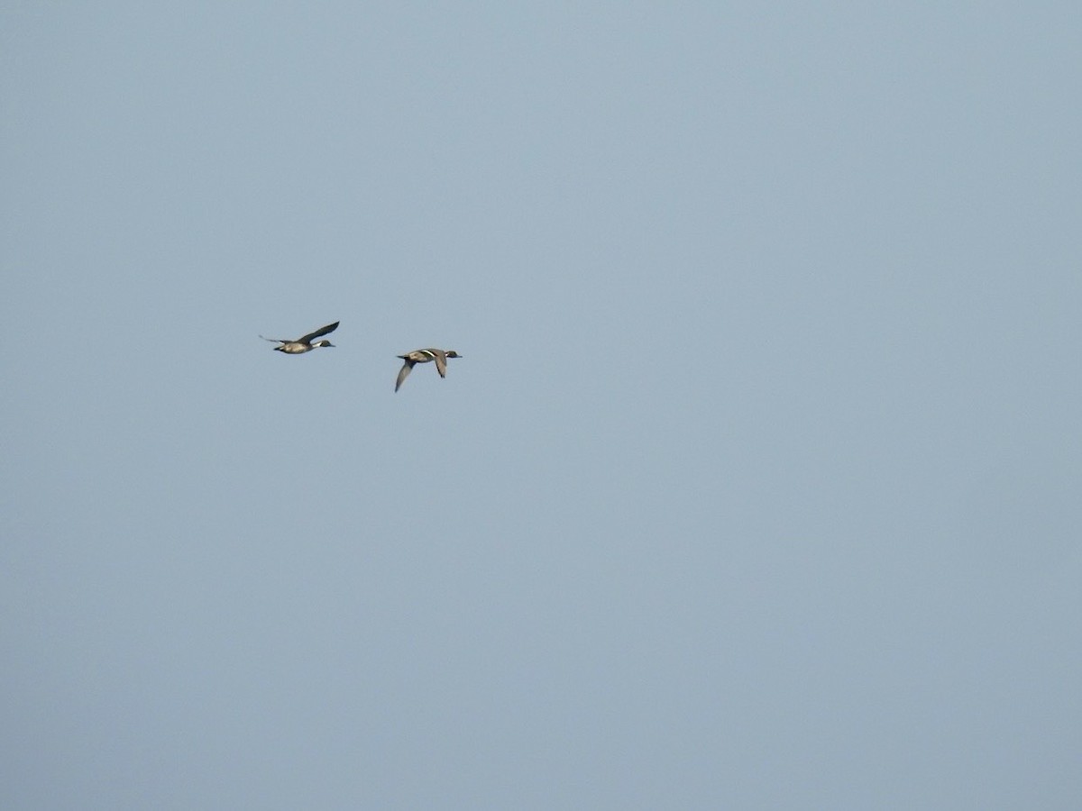 Шилохвіст північний - ML645386952