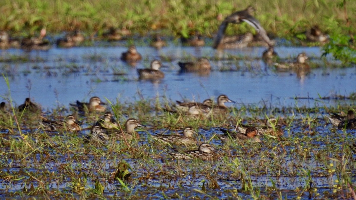 Чирянка мала - ML645386954