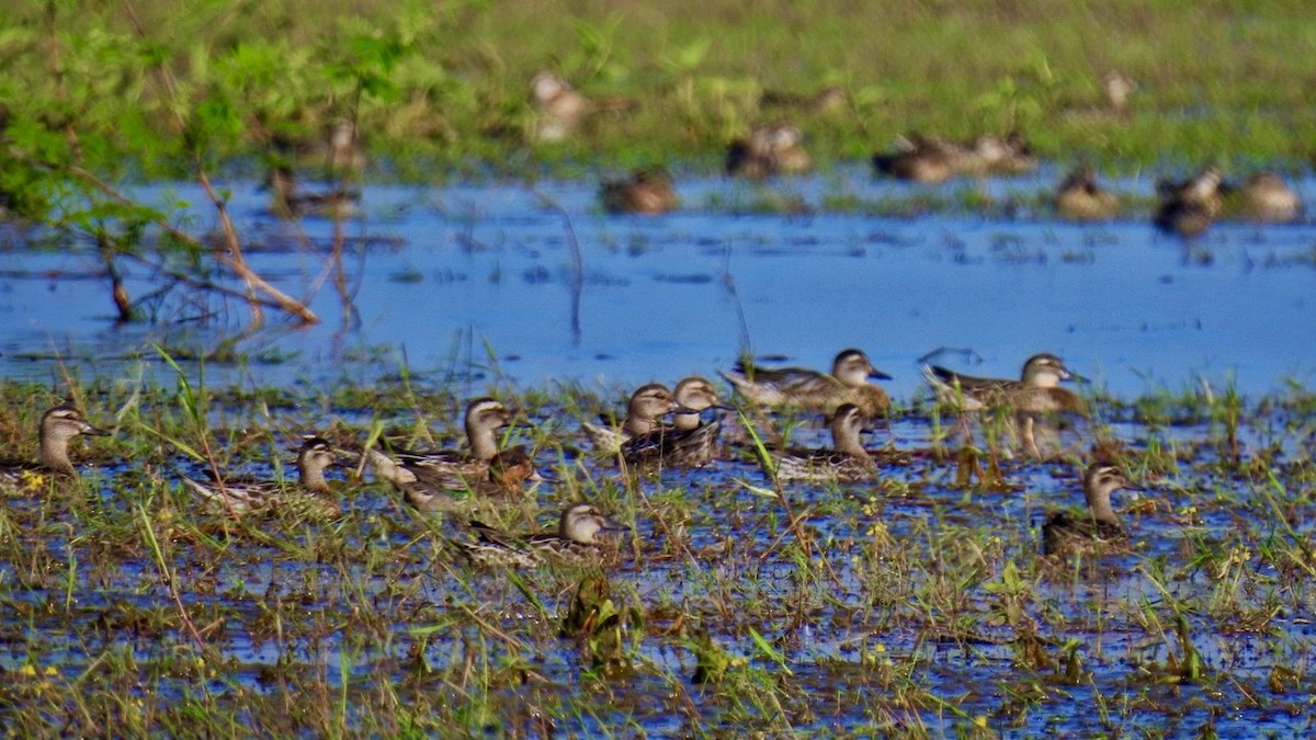 Чирянка мала - ML645386955