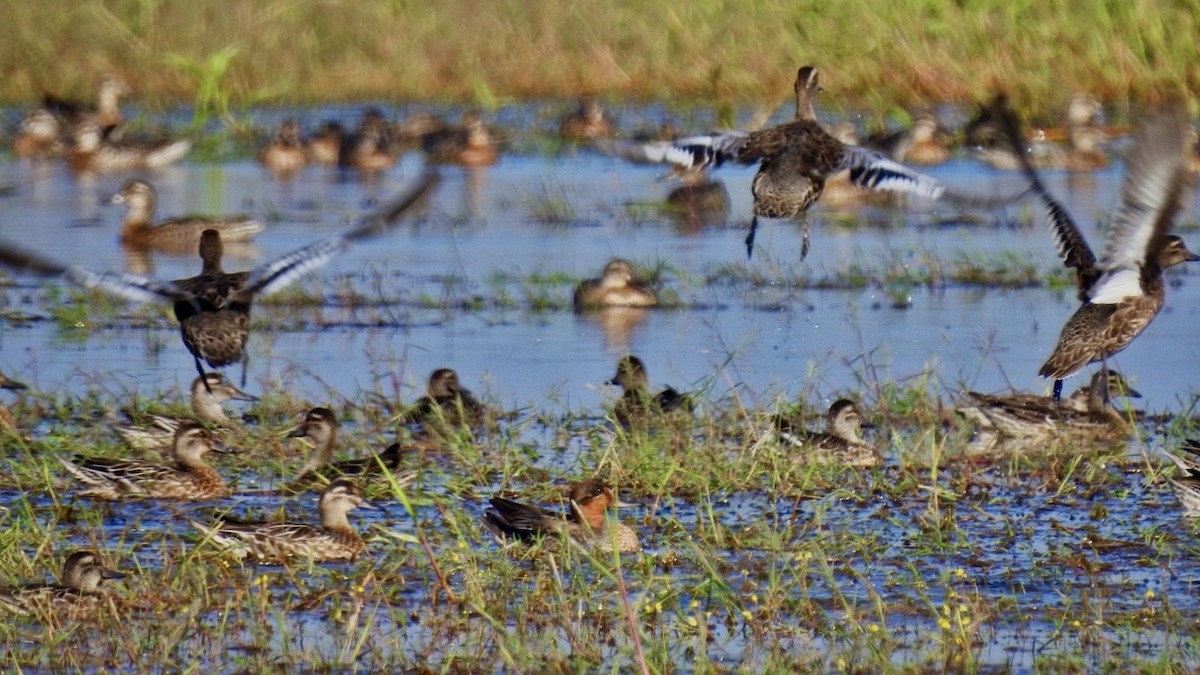 Чирянка мала - ML645386956