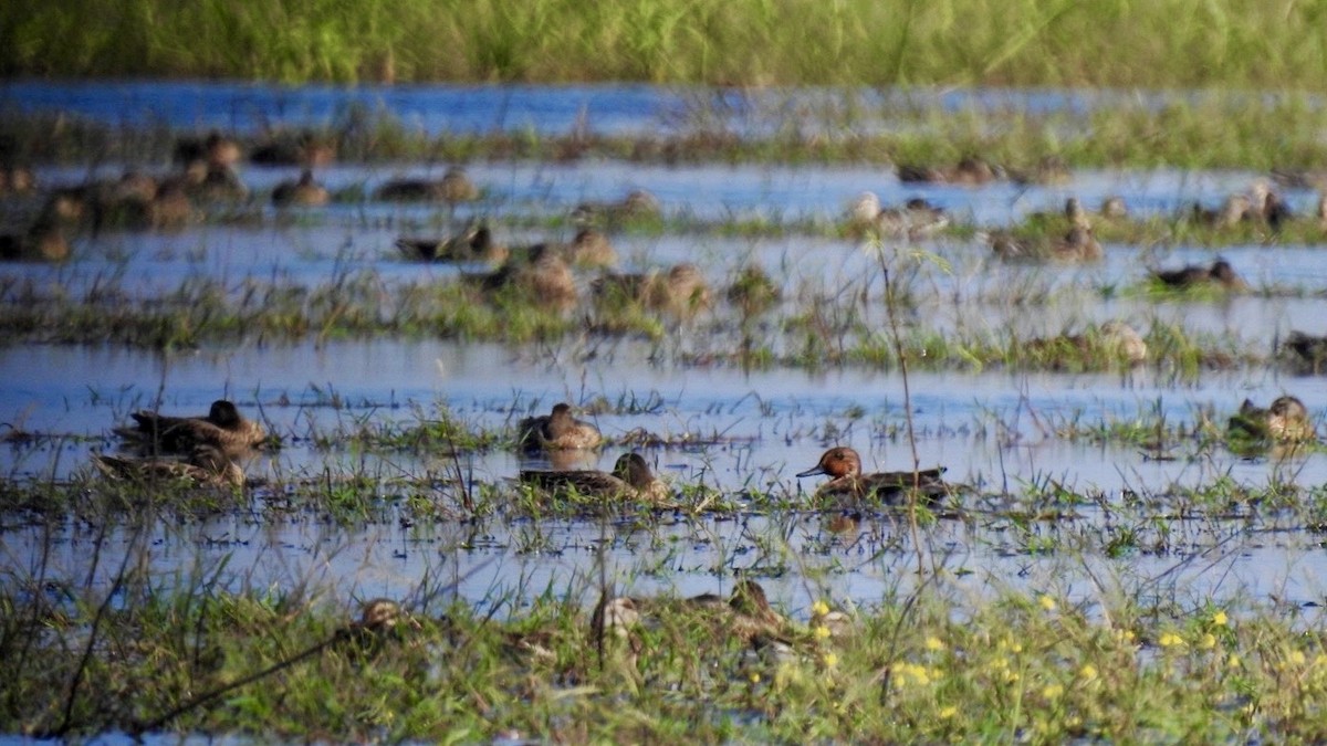 Чирянка мала - ML645386957