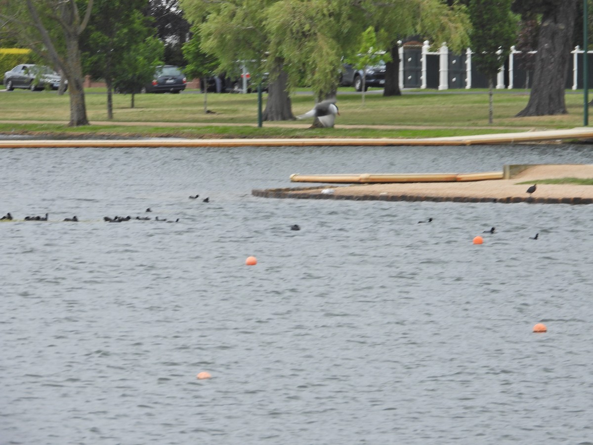 Крячок білощокий - ML645386958