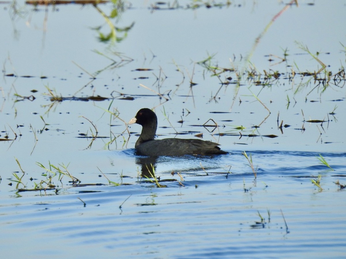Лиска звичайна - ML645386961
