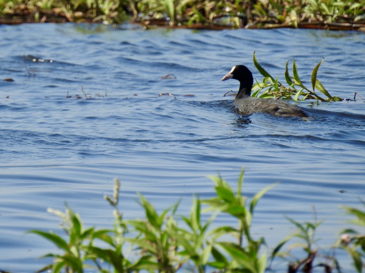 Лиска звичайна - ML645386966