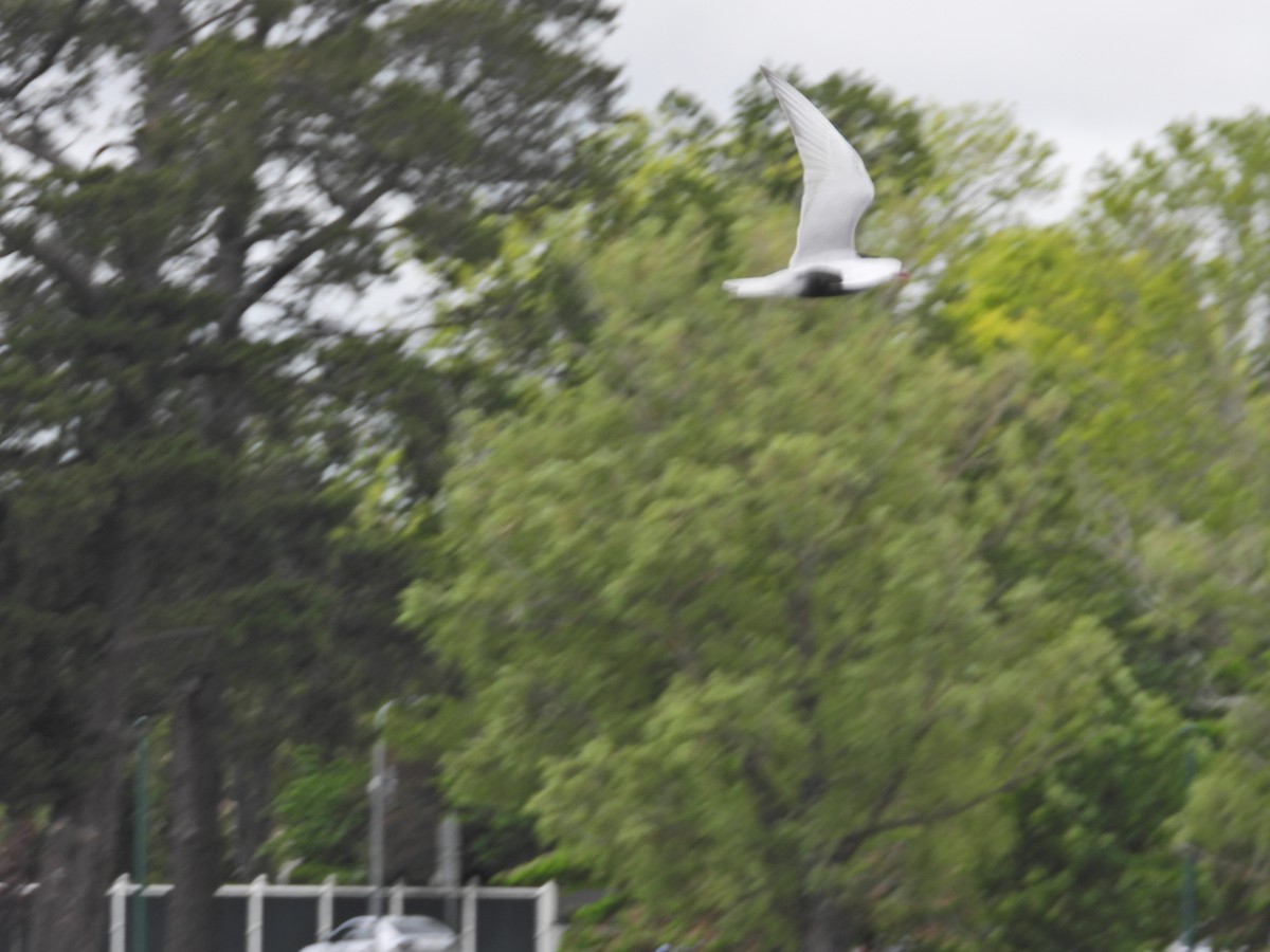 Крячок білощокий - ML645386967