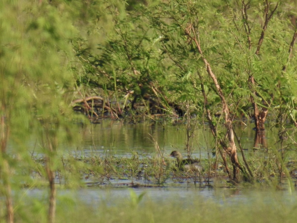 Пірникоза мала - ML645386969