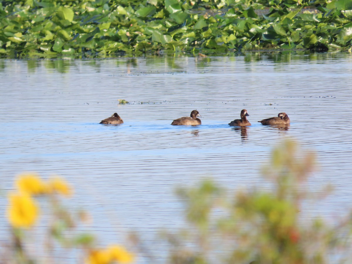 Чернь американська - ML645386970