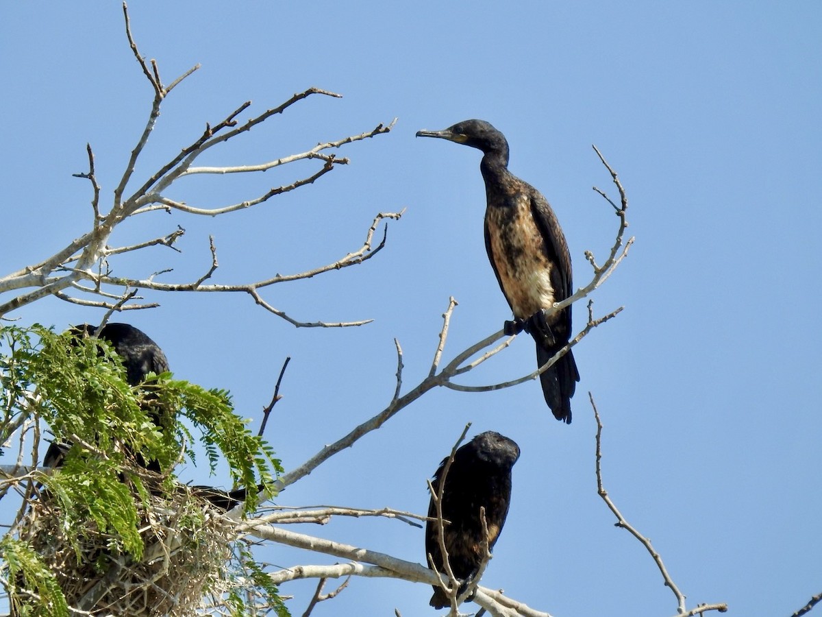 Баклан індійський - ML645386971