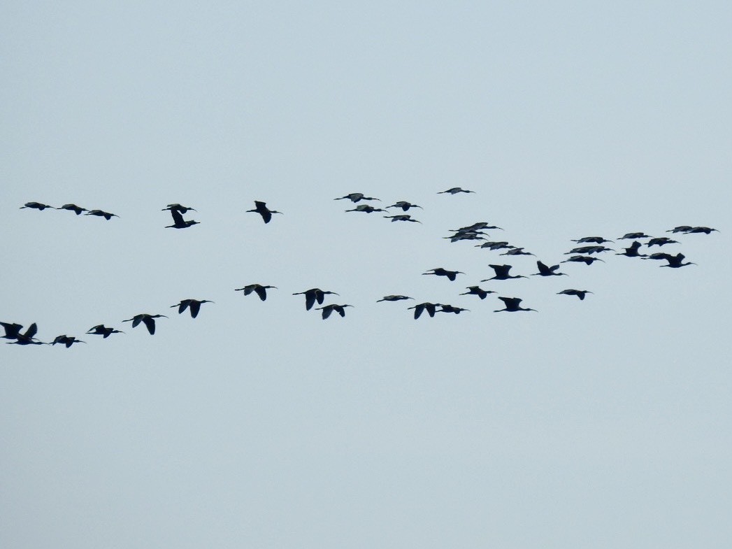 Коровайка бура - ML645386973