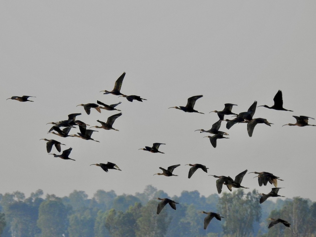 Коровайка бура - ML645386974