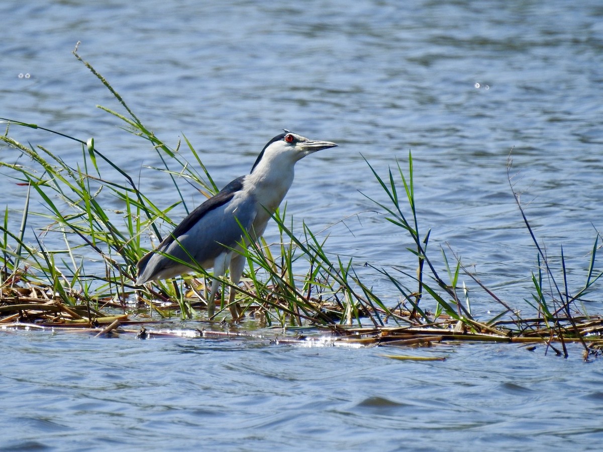 Квак звичайний - ML645386975