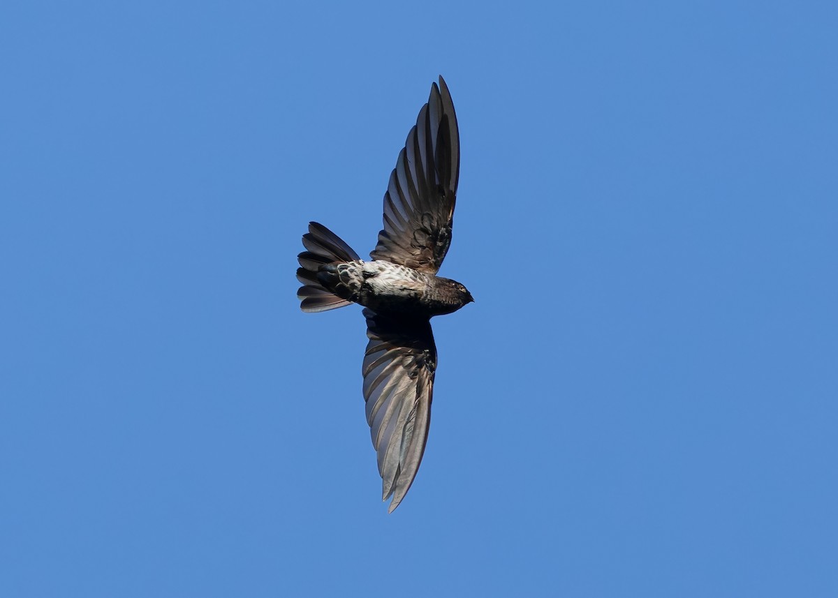 Саланґана оперенопала - ML645386976