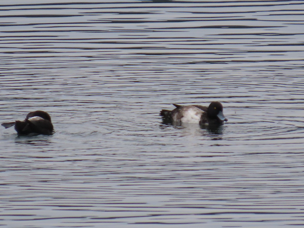 Чернь чубата - ML645386978