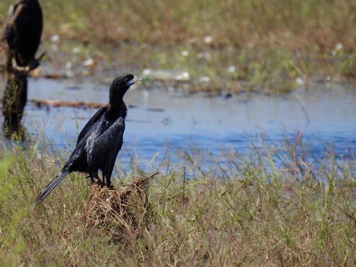 Баклан яванський - ML645386979
