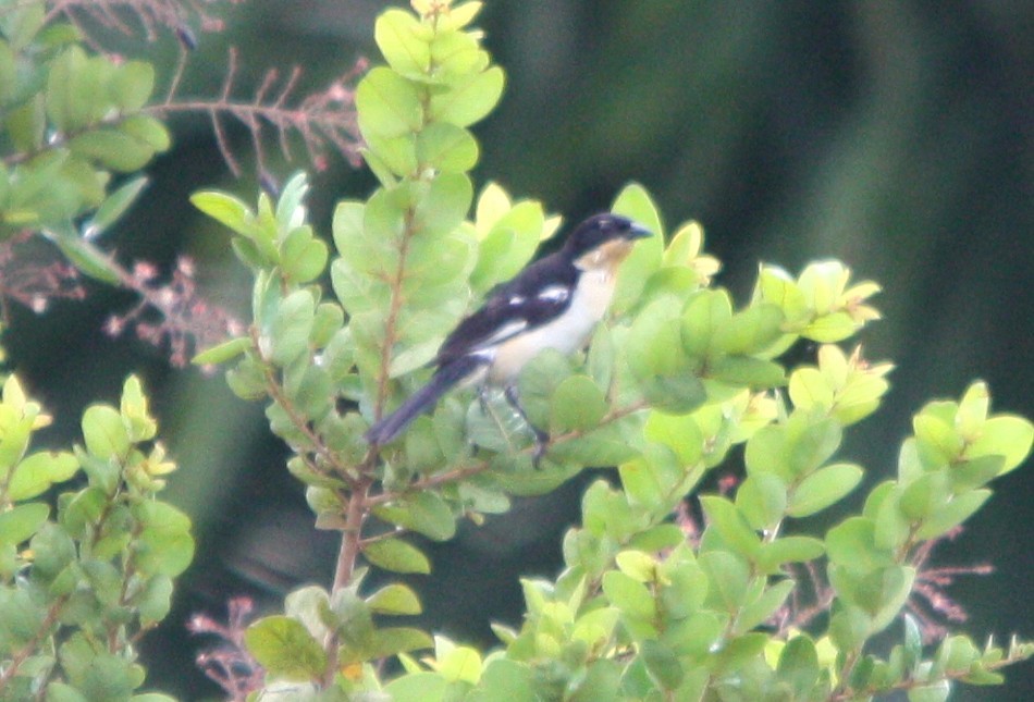 White-rumped Tanager - ML645386985