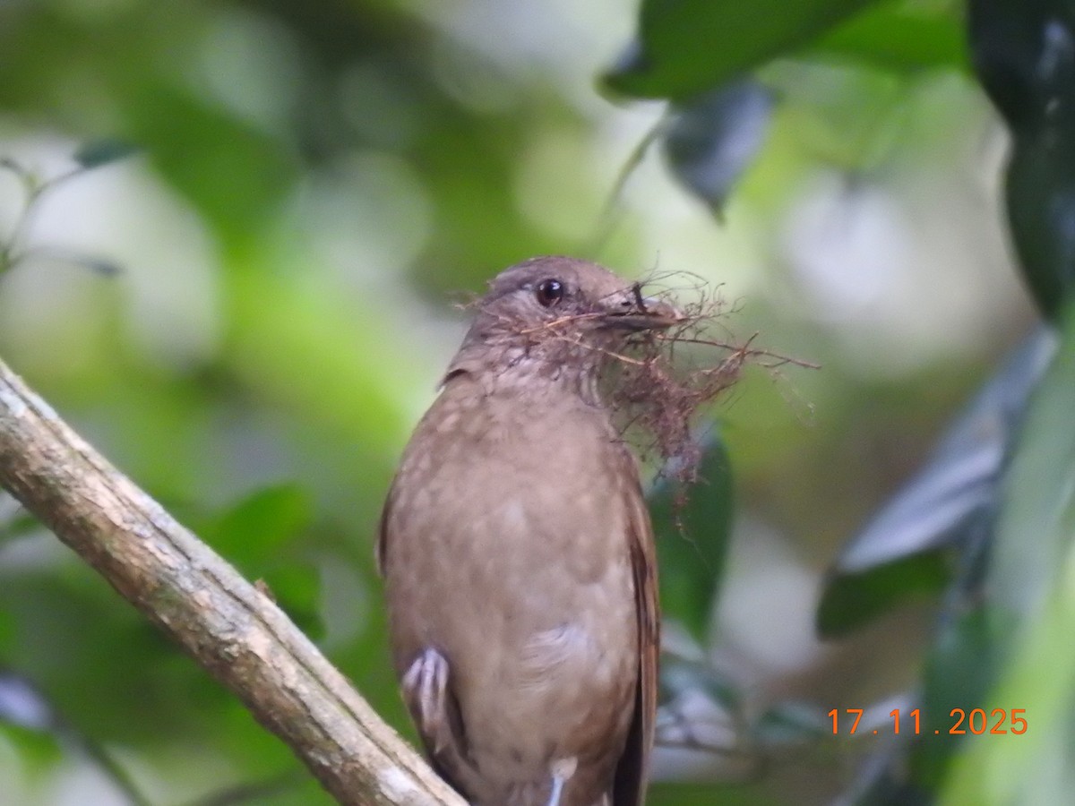 Pale-breasted Thrush - ML645386988