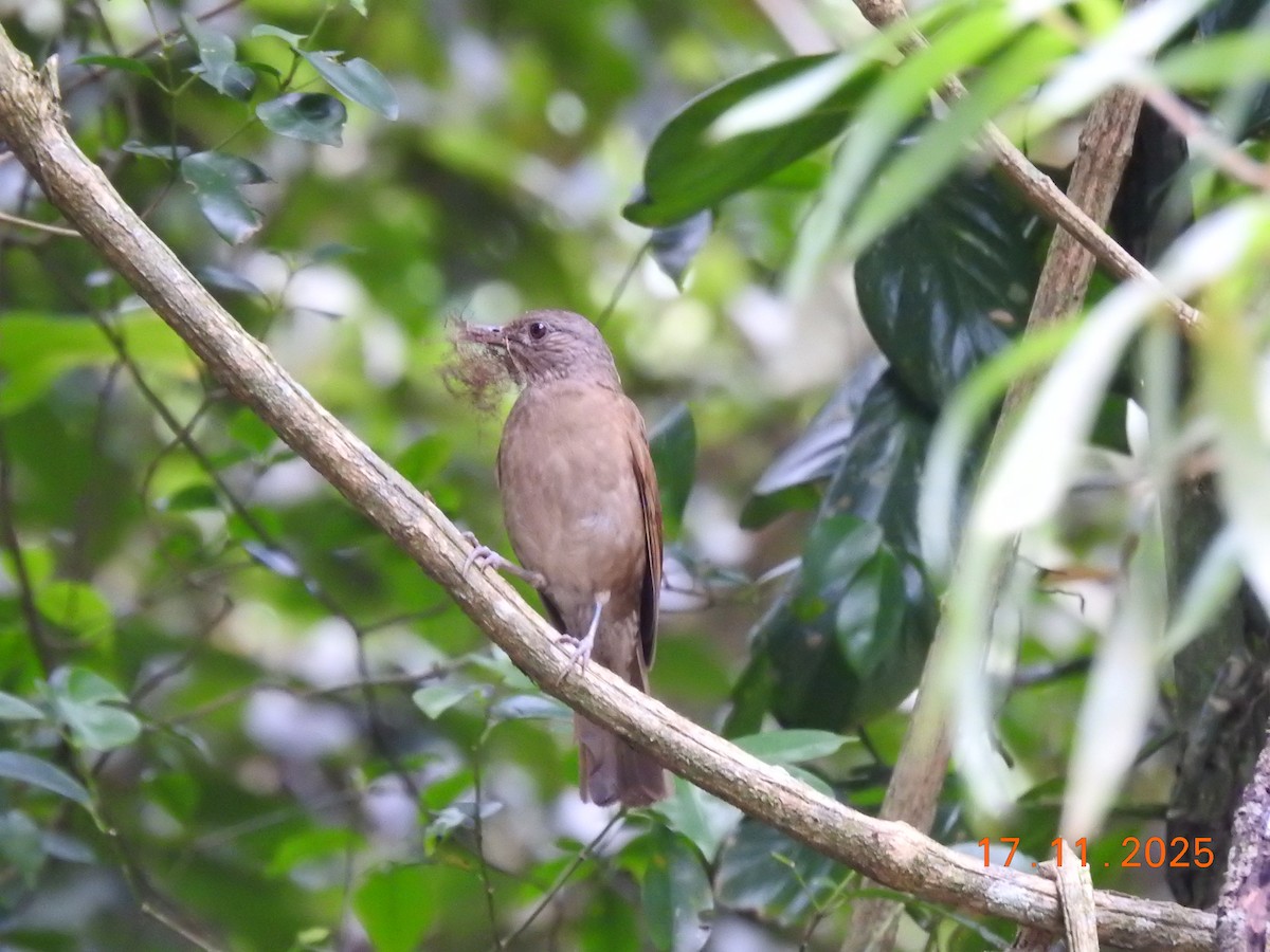 Pale-breasted Thrush - ML645386989