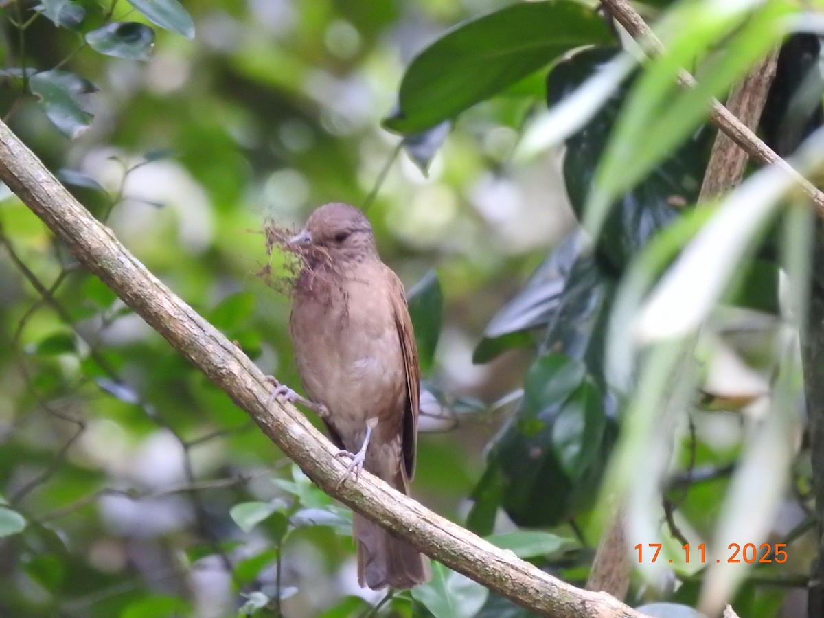 Pale-breasted Thrush - ML645386990