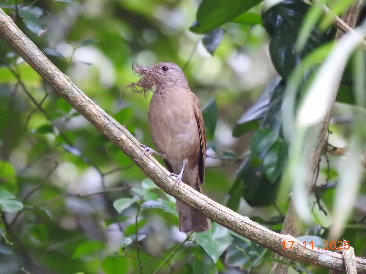 Pale-breasted Thrush - ML645386991
