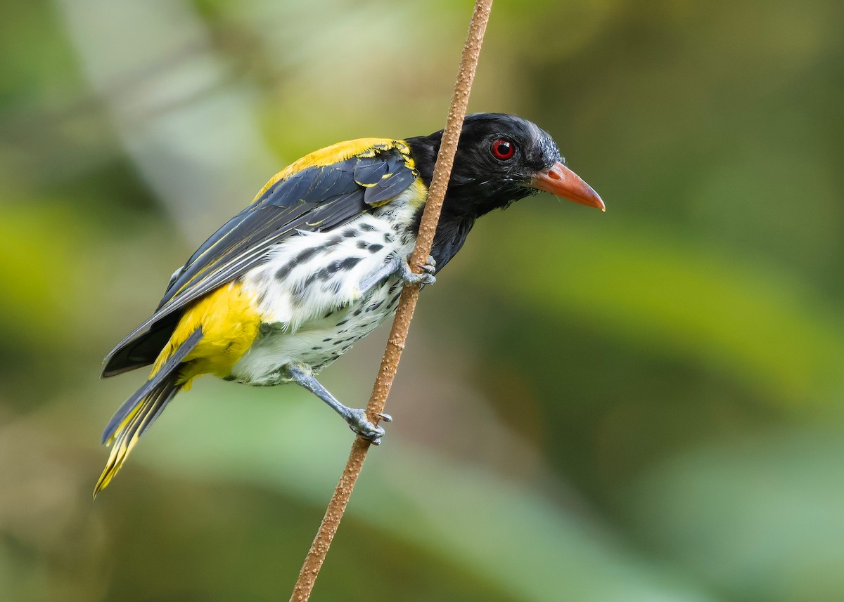Dark-throated Oriole - ML645387007