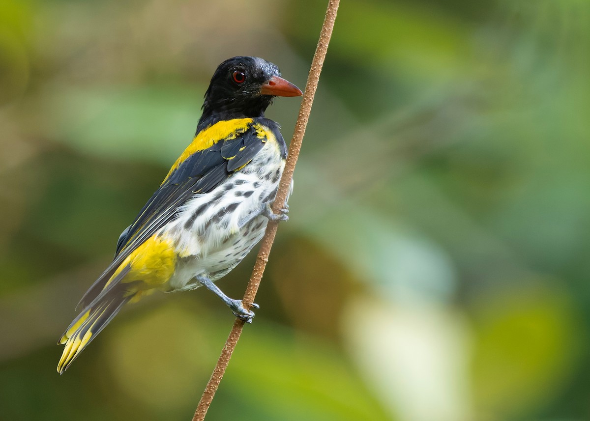 Dark-throated Oriole - ML645387008