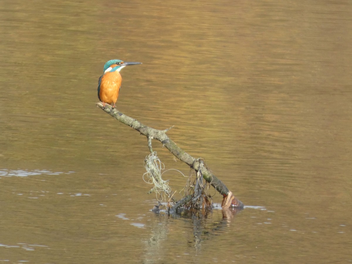 翠鳥 - ML645387022