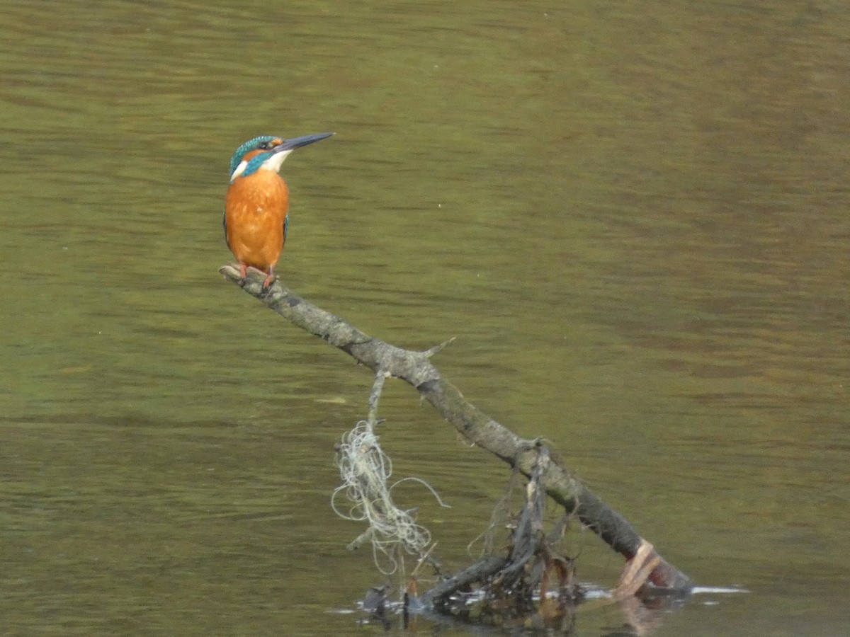 翠鳥 - ML645387023