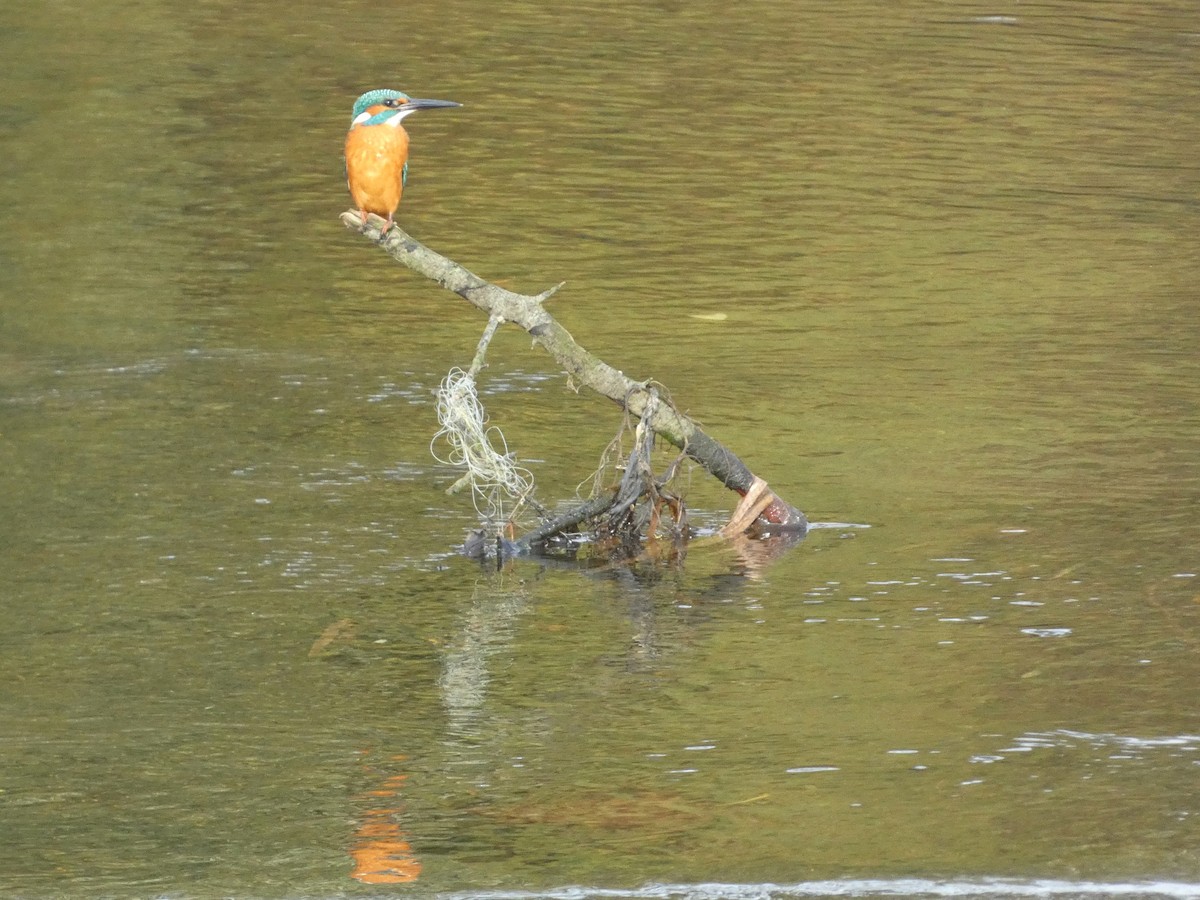 翠鳥 - ML645387027