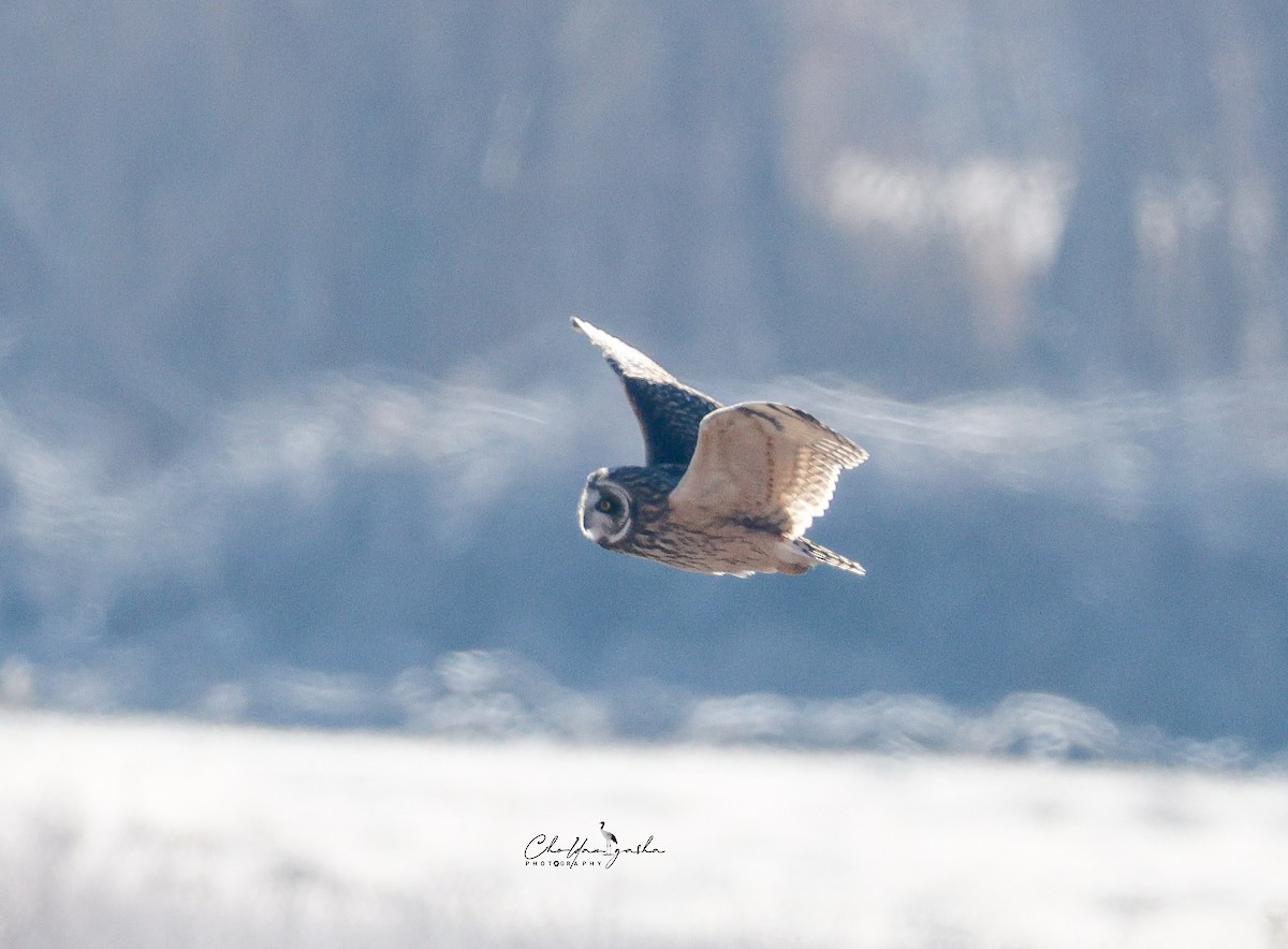 Short-eared Owl - ML645387060