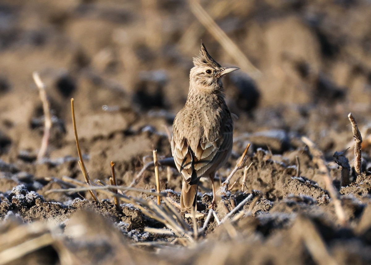 Crested Lark - ML645387063
