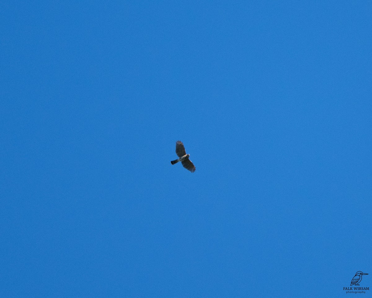 Индийский перепелятник - ML645387070