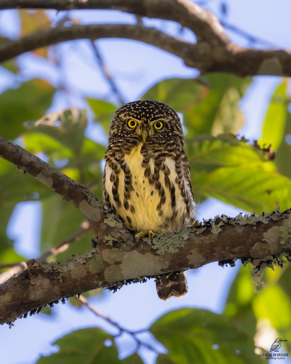 Collared Owlet - ML645387072
