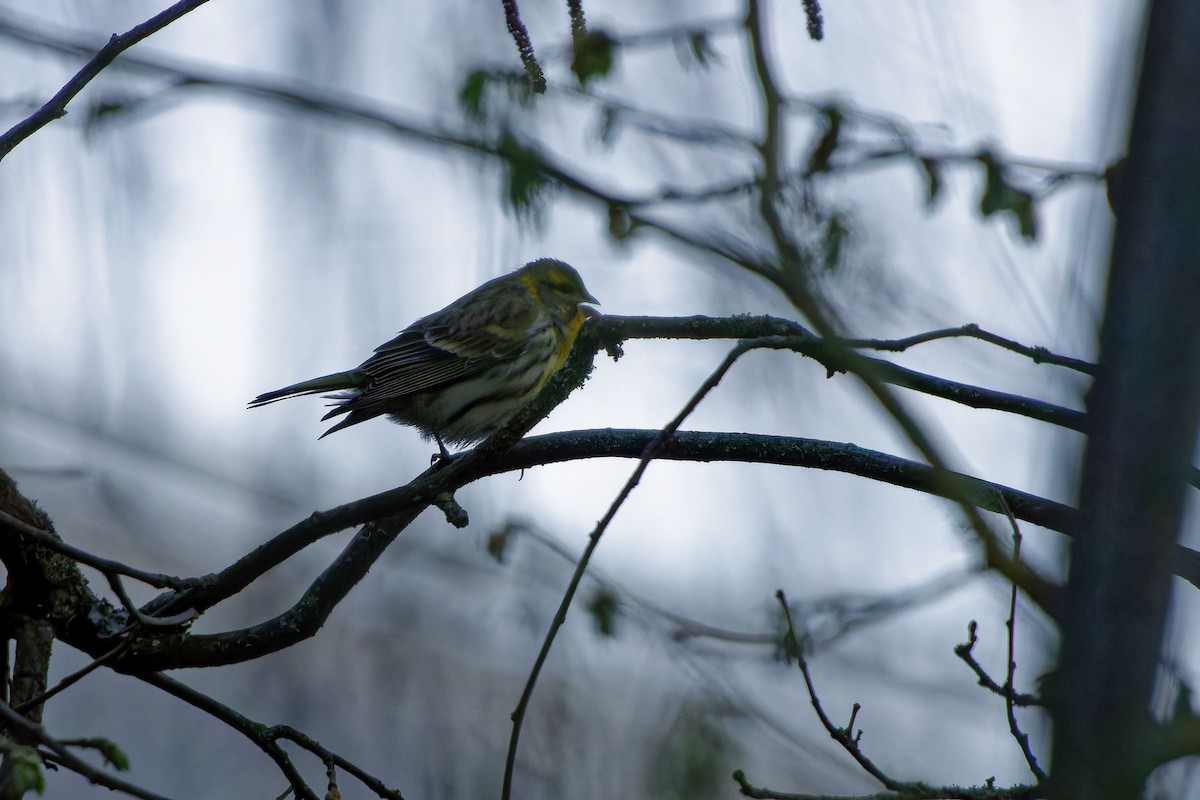 European Serin - ML645387074