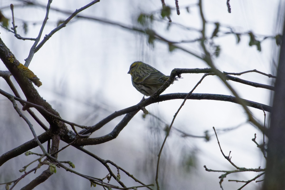 European Serin - ML645387075