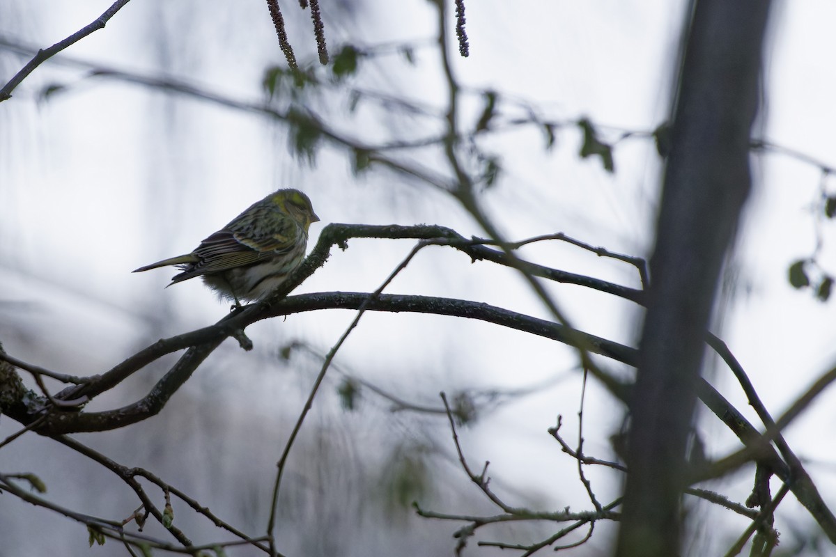 European Serin - ML645387076