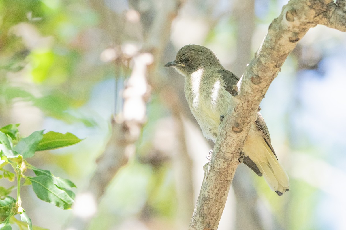 Brown-backed Honeybird - ML645387078