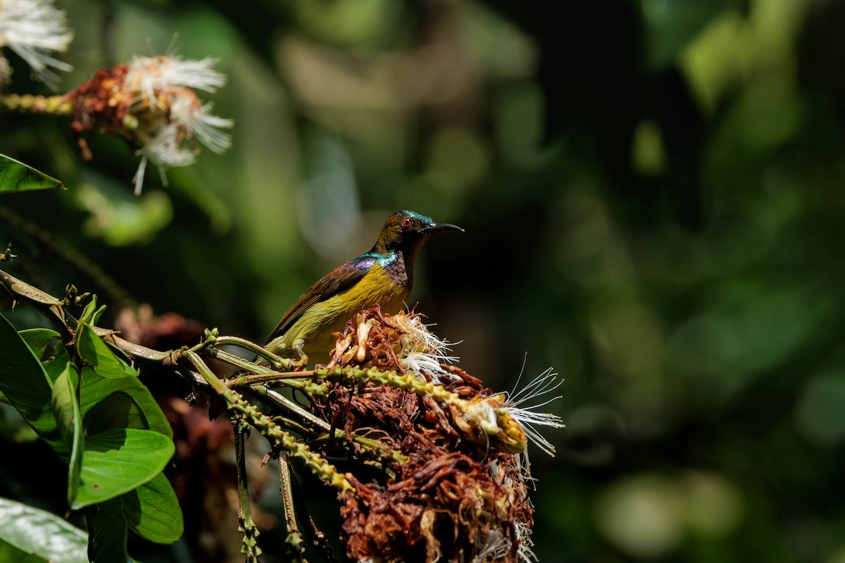 Brown-throated Sunbird - ML645387089