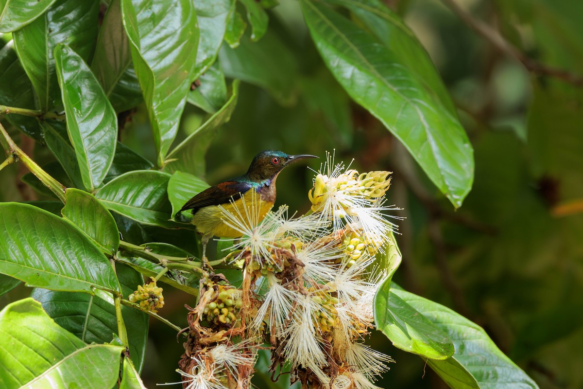 Brown-throated Sunbird - ML645387090