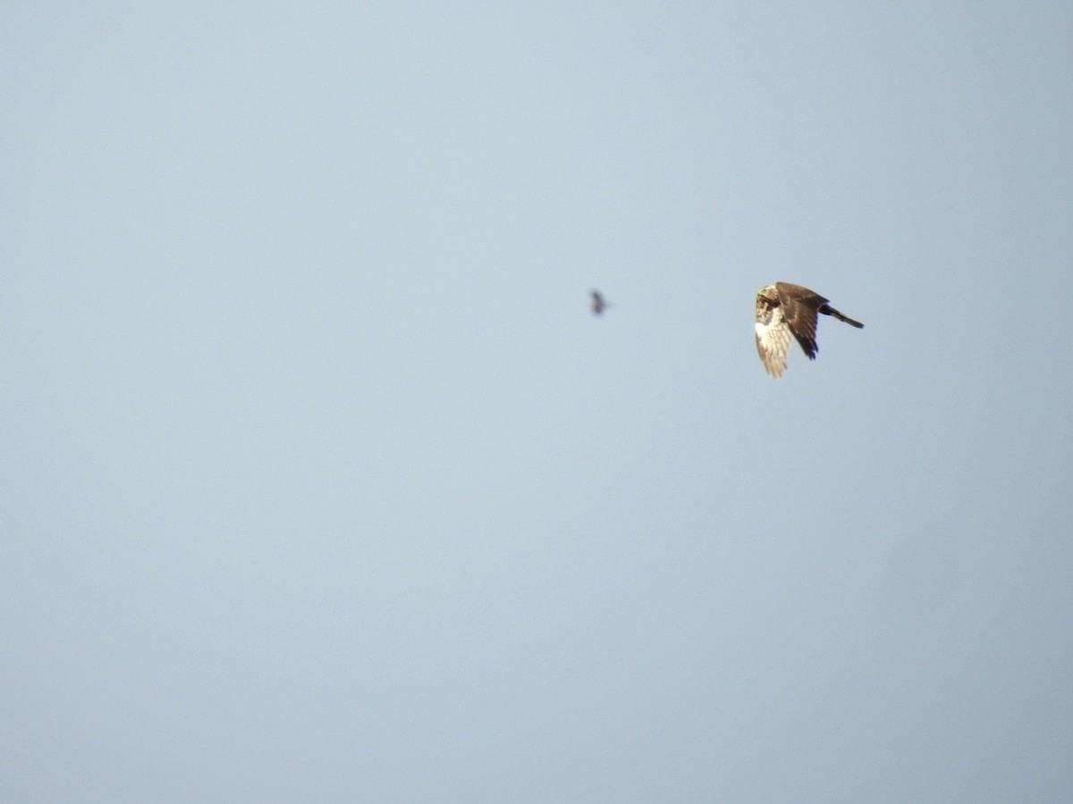 Eastern Marsh Harrier - ML645387094