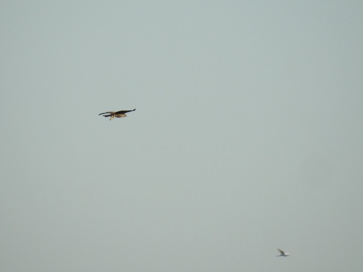 Eastern Marsh Harrier - ML645387095