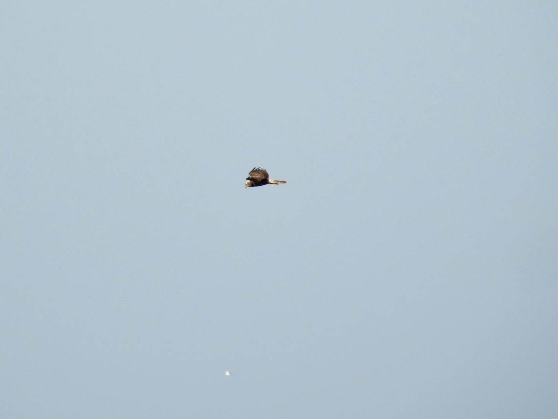 Eastern Marsh Harrier - ML645387096