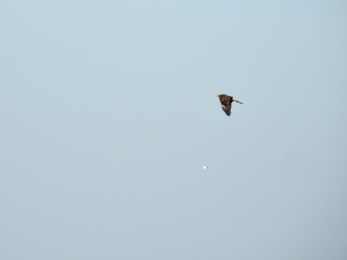 Eastern Marsh Harrier - ML645387097