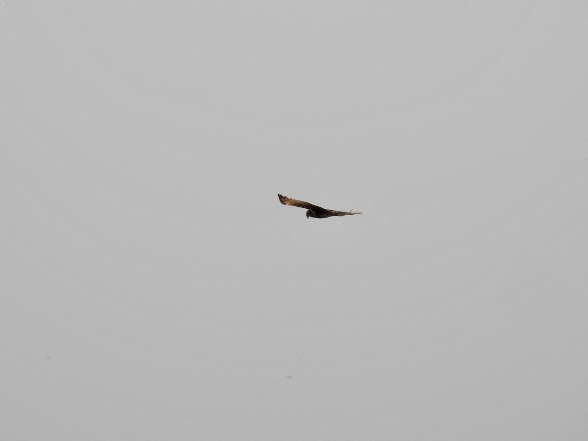 Eastern Marsh Harrier - ML645387098