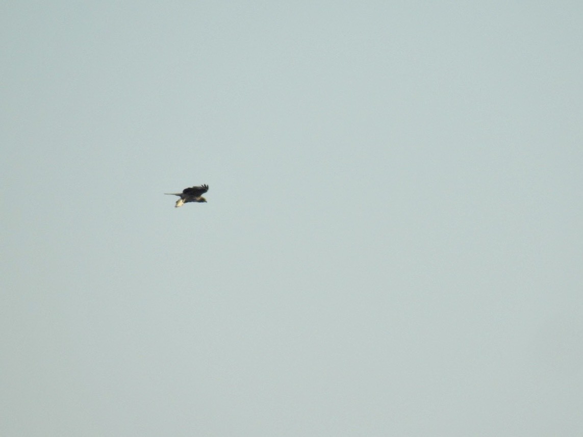 Eastern Marsh Harrier - ML645387099