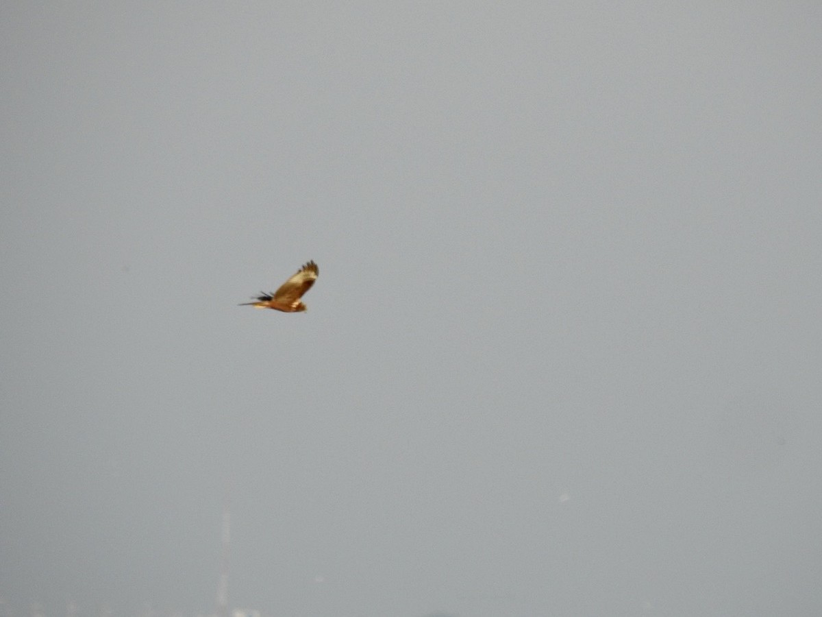 Eastern Marsh Harrier - ML645387100