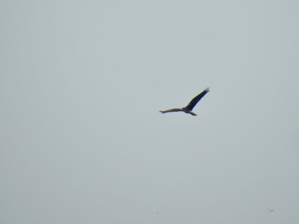 Eastern Marsh Harrier - ML645387102